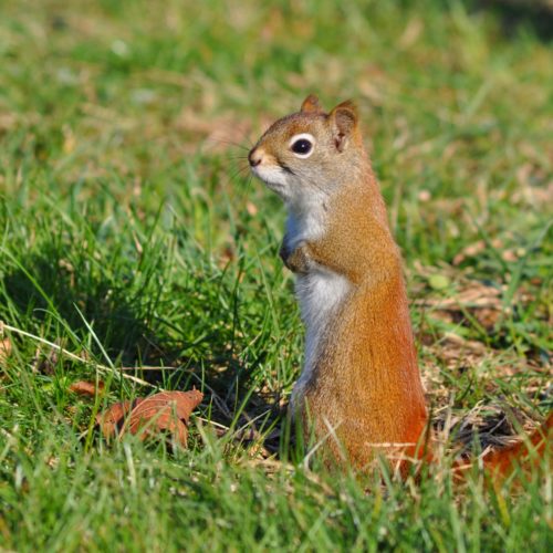 Photographie 13x18 cm d'un écureuil roux