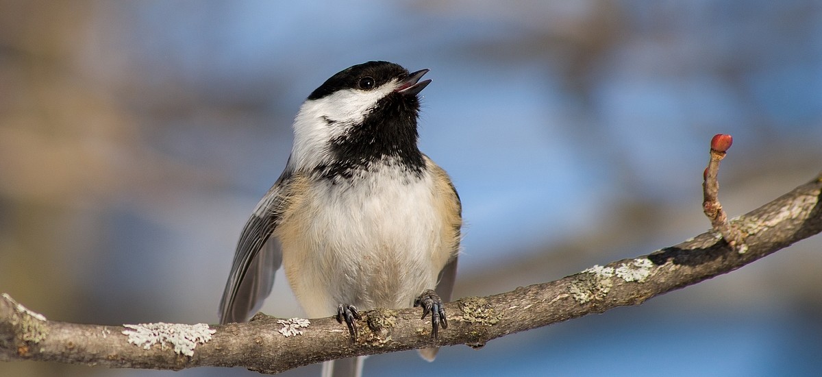 Les Oiseaux Du Canada Benoit Danieau Photographies