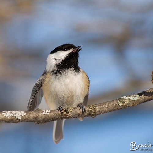 Accueil Benoit Danieau Photographies