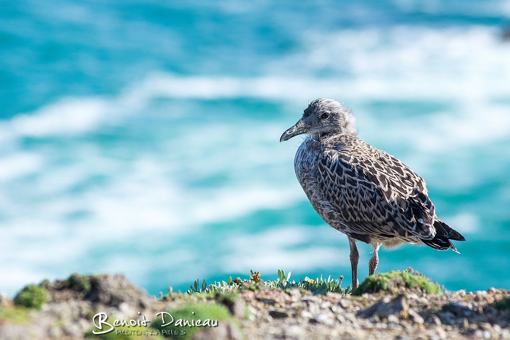 Goelands Argentes Bruns Et Marins