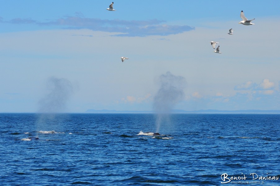 Baleines rorquals communs 
