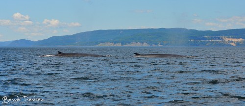 baleine rorqual commun
