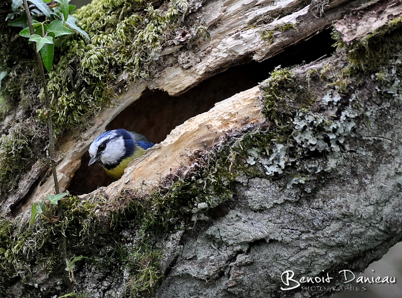 mésange bleue dans nid