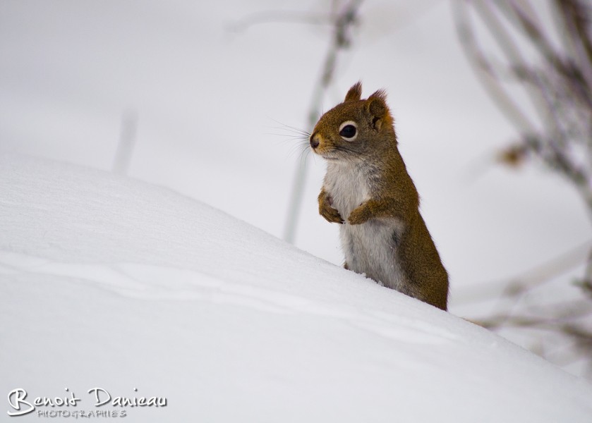 Écureuil dans la neige

