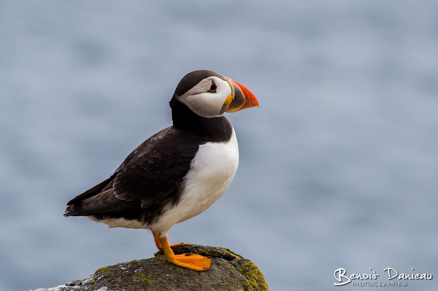 macareux moine écosse - Benoit Danieau Photographies