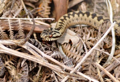 Serpents