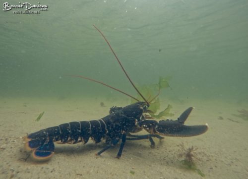 homard sous l'eau