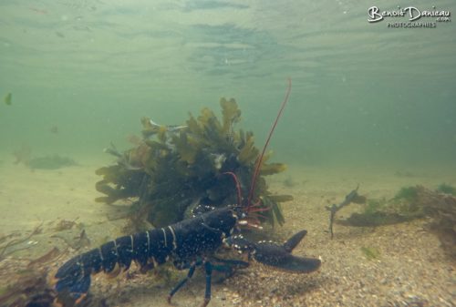 homard sous l'eau